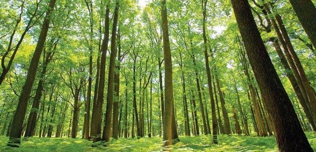 WHY ARE FORESTS IMPORTANT? WHY ARE FORESTS IMPORTANT?