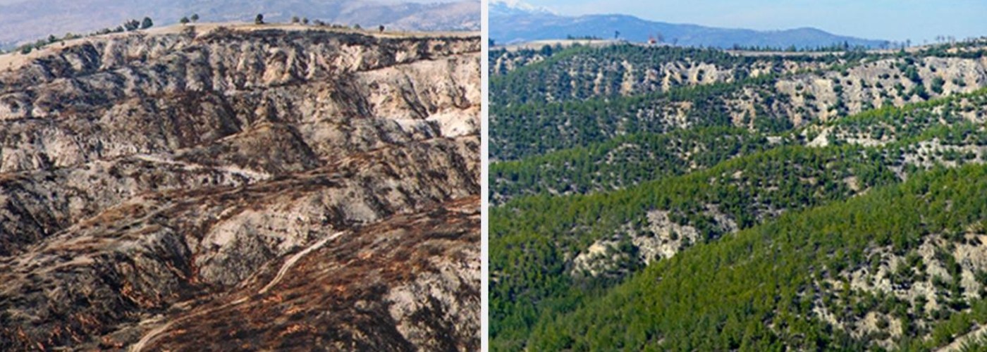 Why Reforest Turkey